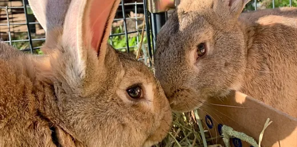 Image of two bunnies for the wild about spring event