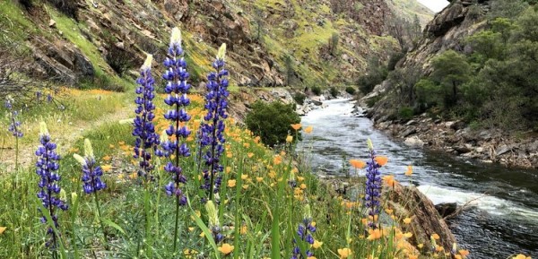 Image of lupine growing along the banks of the Merced River. 