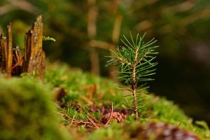 Image of a conifer seedling in a forest.