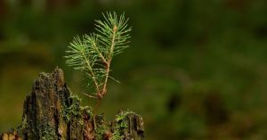 Image of a conifer seedling growing up inside of a tree stump.