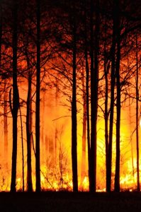 Image of a forest fire.