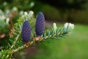 Image of a pine tree branch with little blue pine cones.