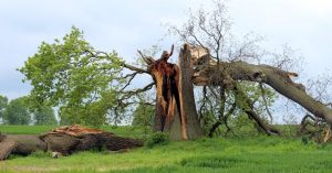 Image of a tree that was severely damaged by a storm.