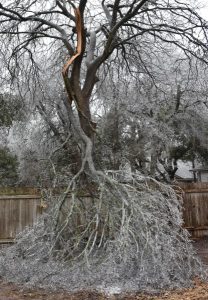 Image of a tree that has fallen over. 
