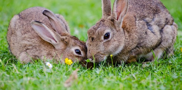Image of two bunnies