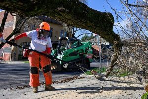 Image of a FEMA worker cutting down a fallen tree.