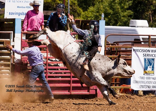 Image of a cowboy riding a bull. 
