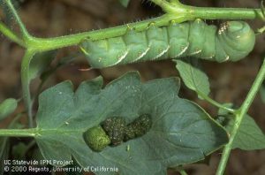 Image of a tomato hornworm. 