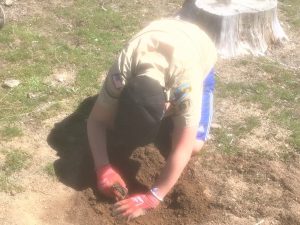Image of a Boy Scout planting a tree at Pine Slope picnic area at Bass Lake.