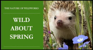Image of the banner ad for Wild About Spring.