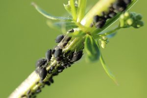 Image of aphids on a plant stalk. 