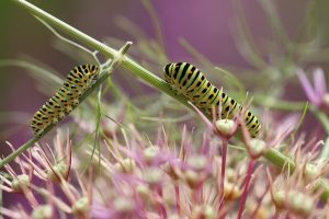 Image of two caterpillars on a plant stem.