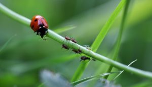 Image of a ladybug on a plant stem along with some aphids.