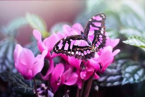 Image of a pink butterfly on a pink flower.
