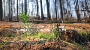 Image of the forest ground close up of a sappling. With the Central Sierra Resiliency Fund in print with their motto