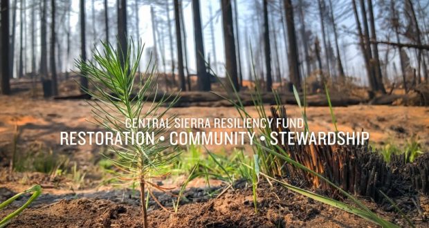 Image of the forest ground close up of a sappling. With the Central Sierra Resiliency Fund in print with their motto