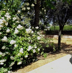 Image of Lamarque roses. 