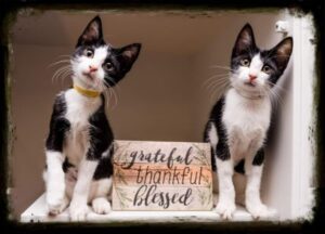 Image of two black and white kittens.