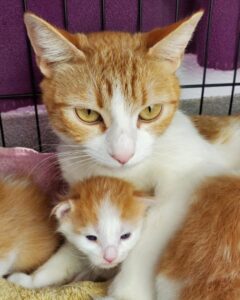 Image of a mother cat with her kitten.