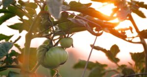 Image of green tomatoes growing on a vine.