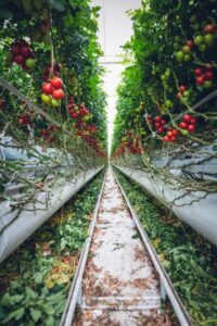 Image of tomatoes growing inside a large greenhouse.