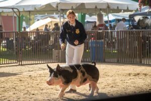 Image of the madera district fair of a girl with a pig