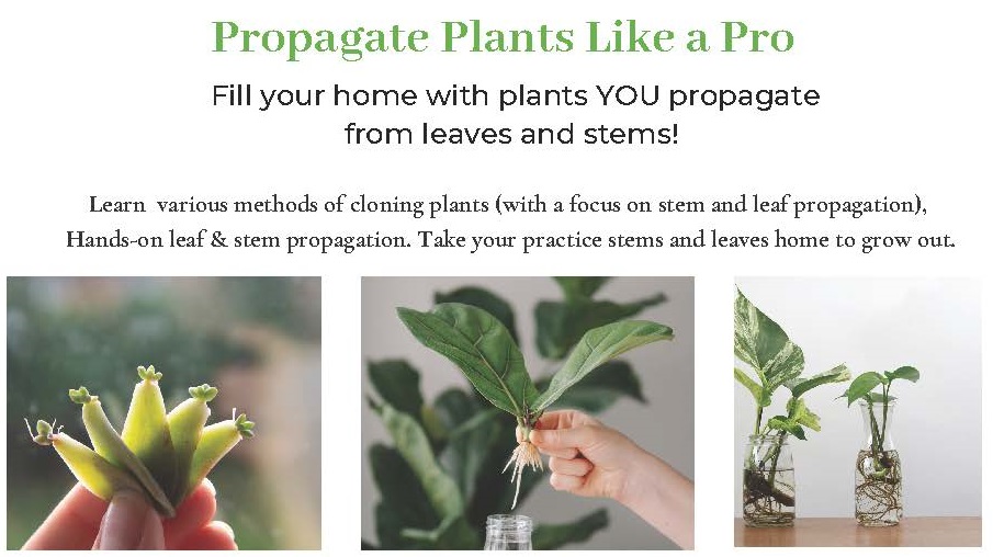 Propagate Like A Pro With UC Master Gardeners Of Mariposa