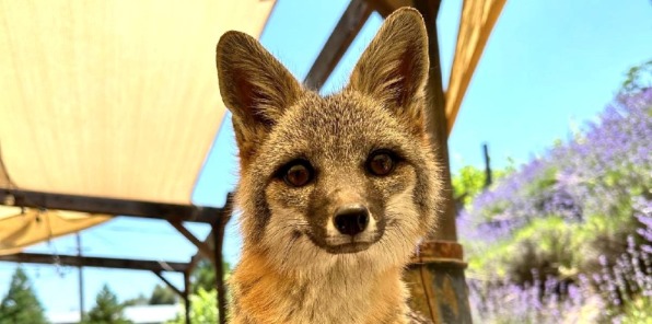 image of a fox for the fox shop yard sale