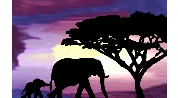 image of an elephant with a sunset