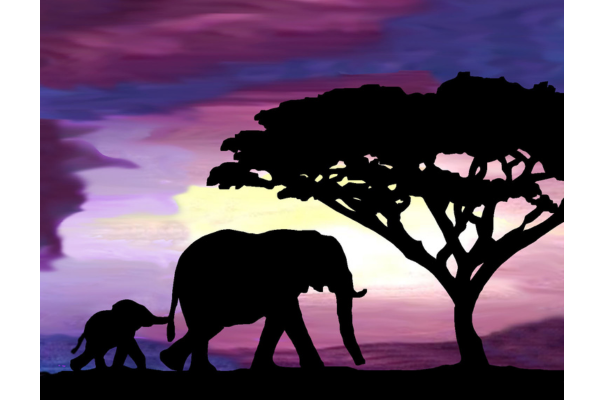 image of an elephant with a sunset