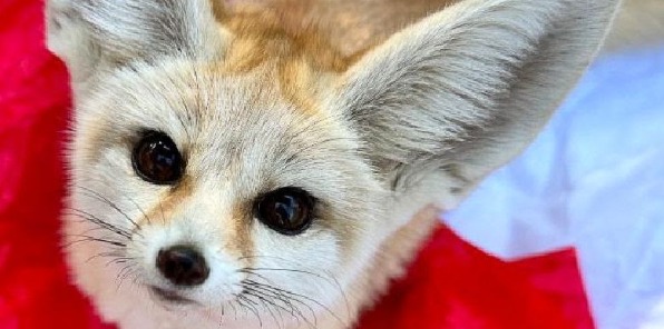 image of a Fennec Fox