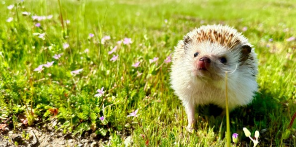 image of a hedgehog on grass