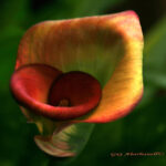 Image of a beautiful calla lily with slender green stem.