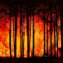 Destructive forest fire with thick smoke and flames engulfing the trees in the background.
