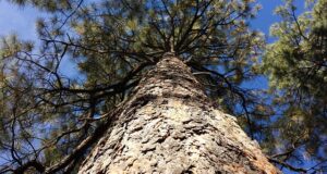 Tall ponderosa pine tree with blue sky backdrop.