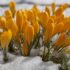 Yellow crocuses blooming in a snowy landscape.