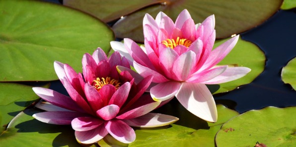 Image of a lotus flower on a lily pad