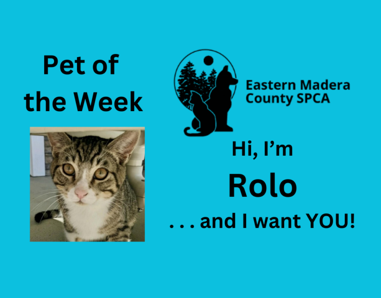 Pet of the Week – Hi, I’m Rolo . . . and I want YOU!
