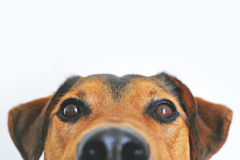 Find a Friend—CA Adopt-a-Pet Day