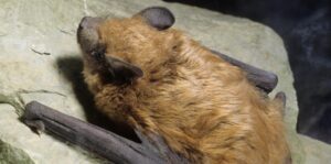 image of a bat