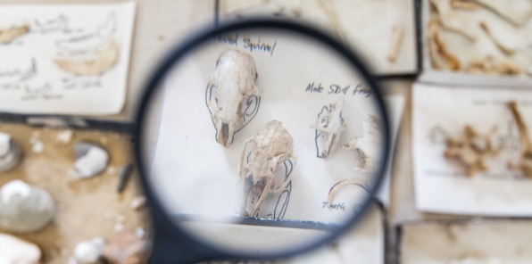 Image of fossils under a magnifying glass