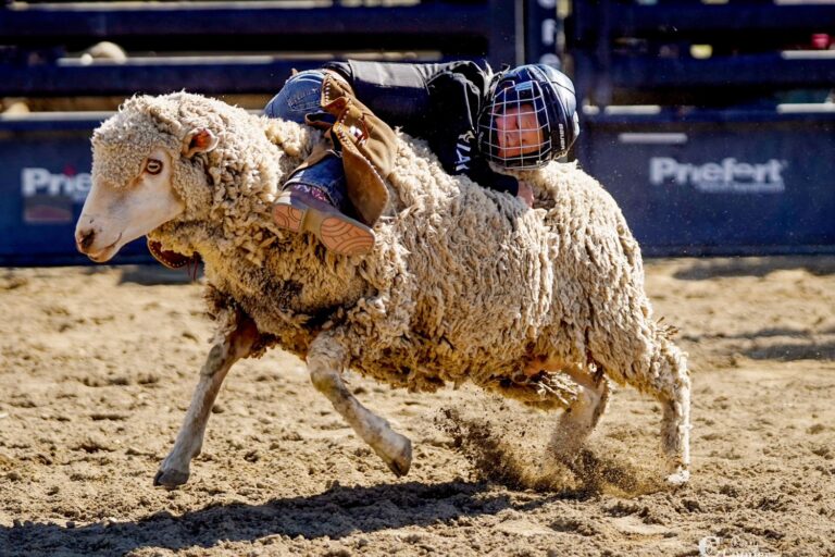 Mutton busting at its best!