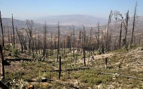 The devestation of the Creek Fire