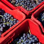 Harvest Celebration Party At Papagni Winery