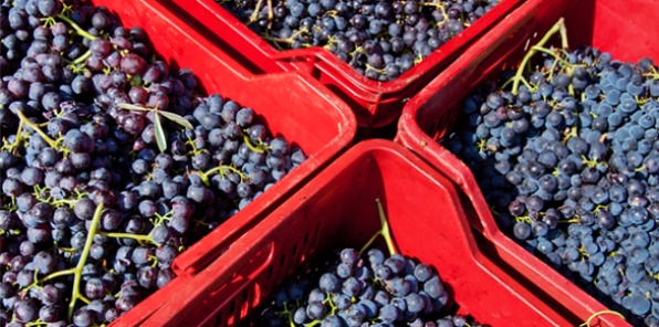 Harvest Celebration Party At Papagni Winery