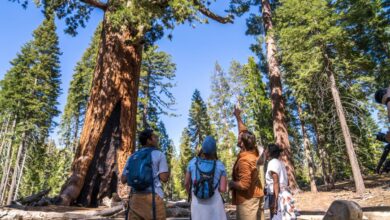 Yosemite National Park to remain open during federal government shutdown.