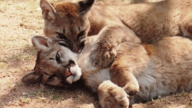 The first animals saved by The Nature Of Wildworks, Pheonix and Sage