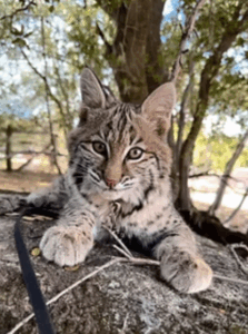 The Nature of Wildworks