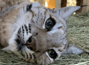 The Nature of Wildworks