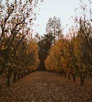 Sierra Ciders will feature The Tortured Orchard of the Dolls this Halloween season